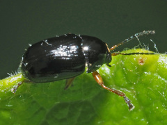 Cryptocephalus ocellatus
