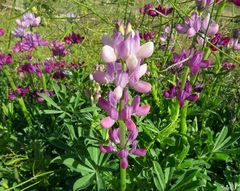Lupinus hispanicus