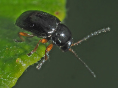 Cryptocephalus ocellatus