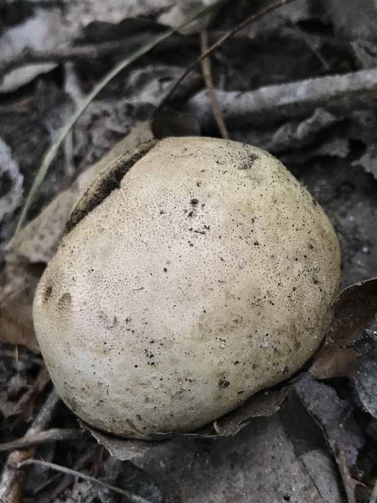 Scleroderma bovista · December 2022 · photo: © tutitah (iNaturalist, cc0)