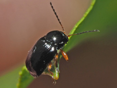 Cryptocephalus ocellatus