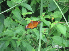 Danaus eresimus estevana