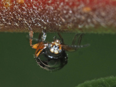 Cryptocephalus ocellatus