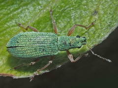 Polydrusus flavipes