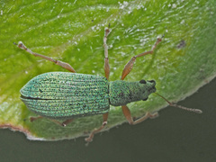 Polydrusus flavipes