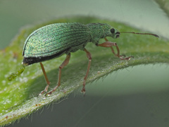 Polydrusus flavipes