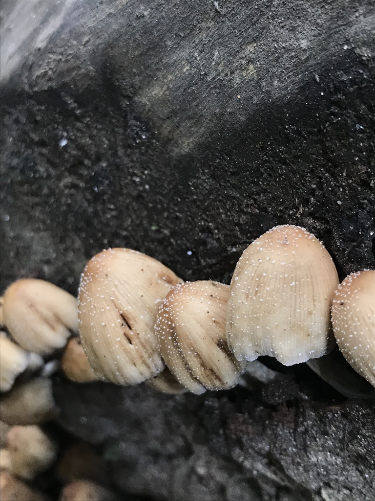 Coprinellus micaceus · December 2022 · photo: © tutitah (iNaturalist, cc0)