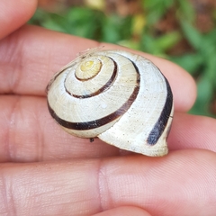 Cepaea nemoralis