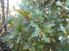 Pterocelastrus echinatus