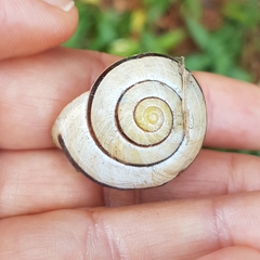 Cepaea nemoralis