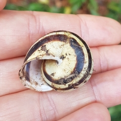 Cepaea nemoralis