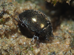 Lamprobyrrhulus nitidus