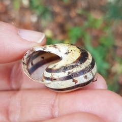 Cepaea nemoralis