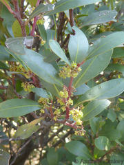 Pterocelastrus echinatus