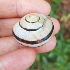 Cepaea nemoralis