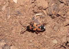 Horvathiolus guttatus
