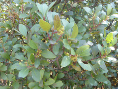 Pterocelastrus echinatus