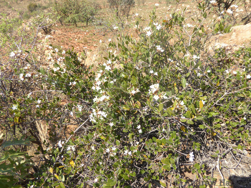 Ancylobothrys capensis (Ancylobothrys capensis)