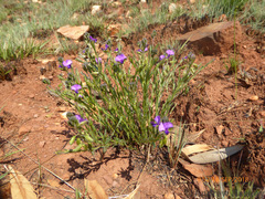 Polygala uncinata