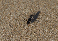 Hypaetha biramosa