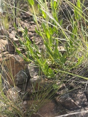 Pseudopegolettia tenella