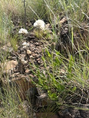 Pseudopegolettia tenella