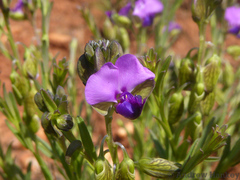 Polygala uncinata