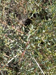 Salsola divaricata