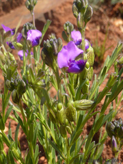 Polygala uncinata