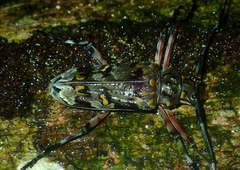 Macropophora trochlearis