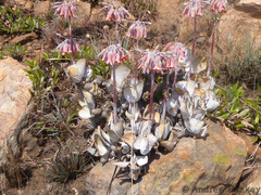 Cotyledon orbiculata oblonga