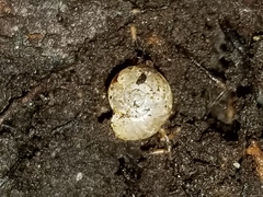 Glyphyalinia indentata