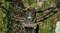 Macropophora trochlearis
