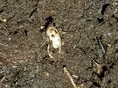 Glyphyalinia indentata