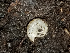 Glyphyalinia indentata