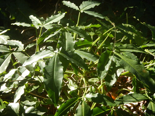 Syngonium auritum, photograph 6