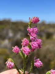 Erica labialis