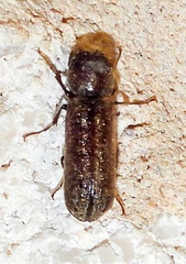 Amphicerus bicaudatus