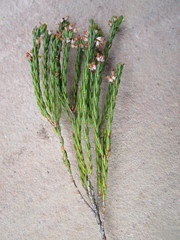 Erica articularis