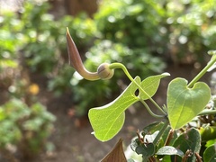 Aristolochia baetica