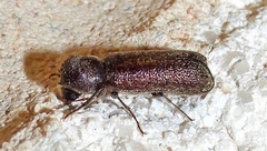 Amphicerus bicaudatus