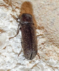 Amphicerus bicaudatus