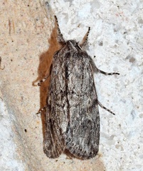 Supralathosea baboquivariensis