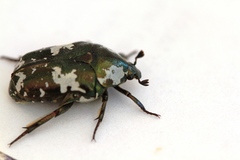 Protaetia aurichalcea