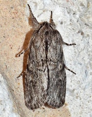 Supralathosea baboquivariensis