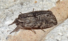 Supralathosea baboquivariensis