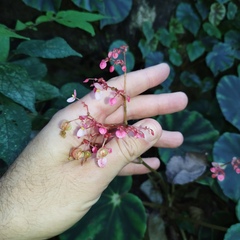 Begonia mazae