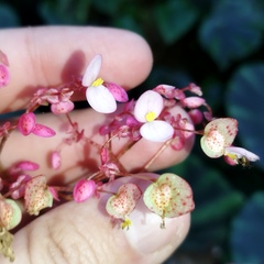 Begonia mazae