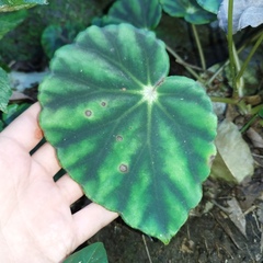 Begonia mazae