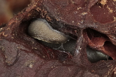 Limax cinereoniger